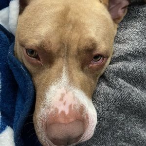 Meet your Posher, Joshua